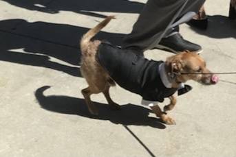 The ring bearer