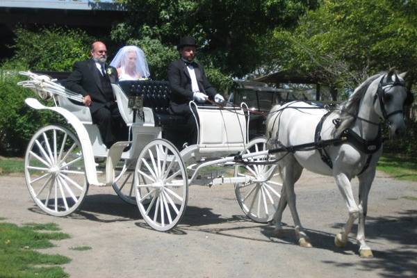 Bride's chariot takes bride to aisle during the procession at The Bridal Path in Santa Rosa.