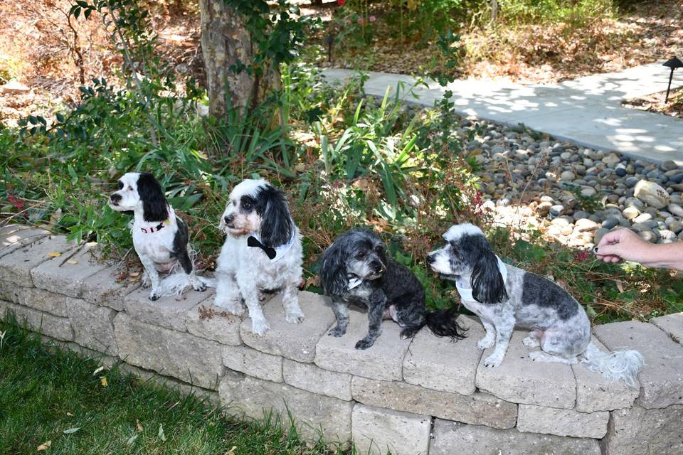 Fur Babies Dressed to Party!