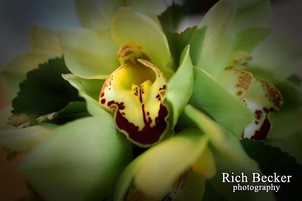 Flowers photographed by~
Rich Becker Photography