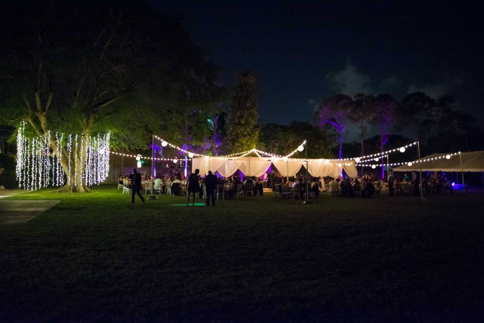 Avatar tree set up and String lights Circus tent set up.