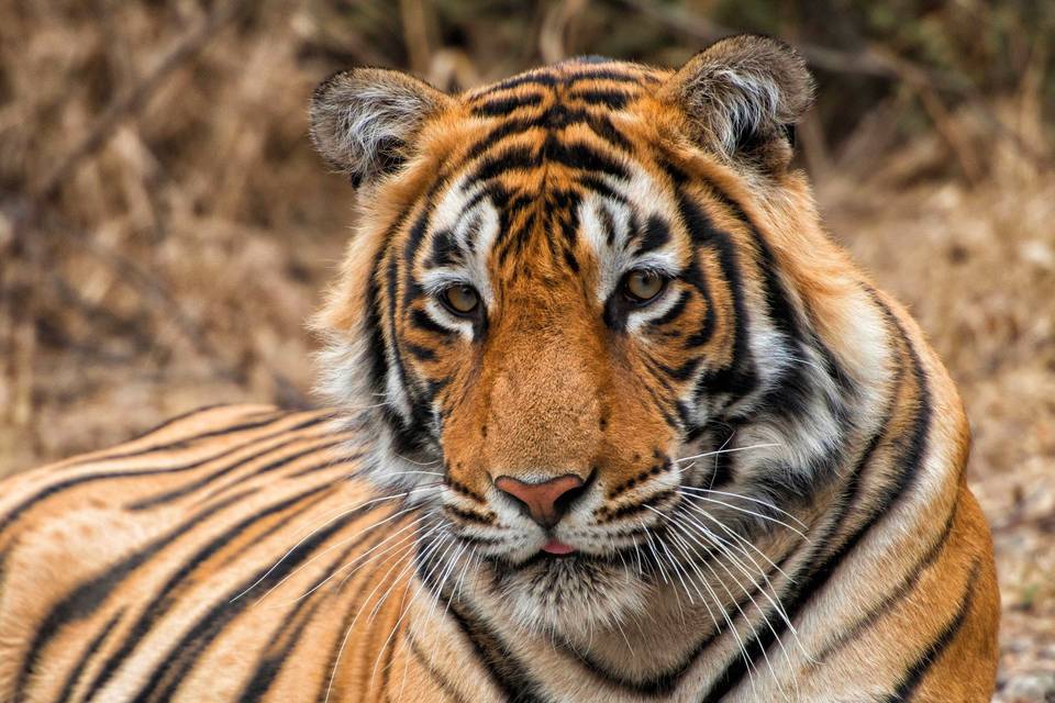 Bengal Tiger Safaris, India