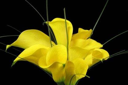 Carter's Florist