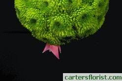 Carter's Florist