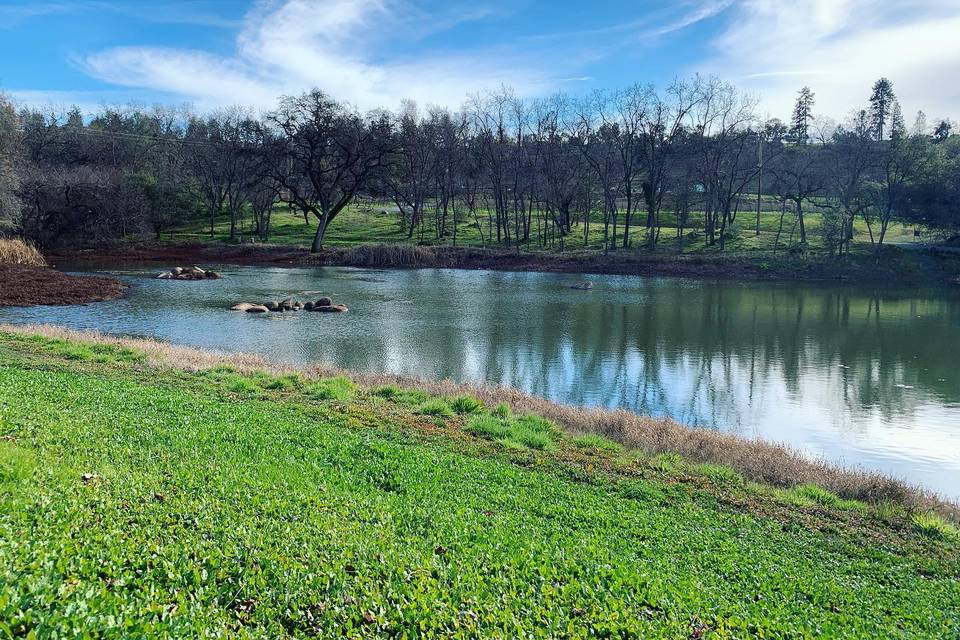 Belledor Vineyards Pond