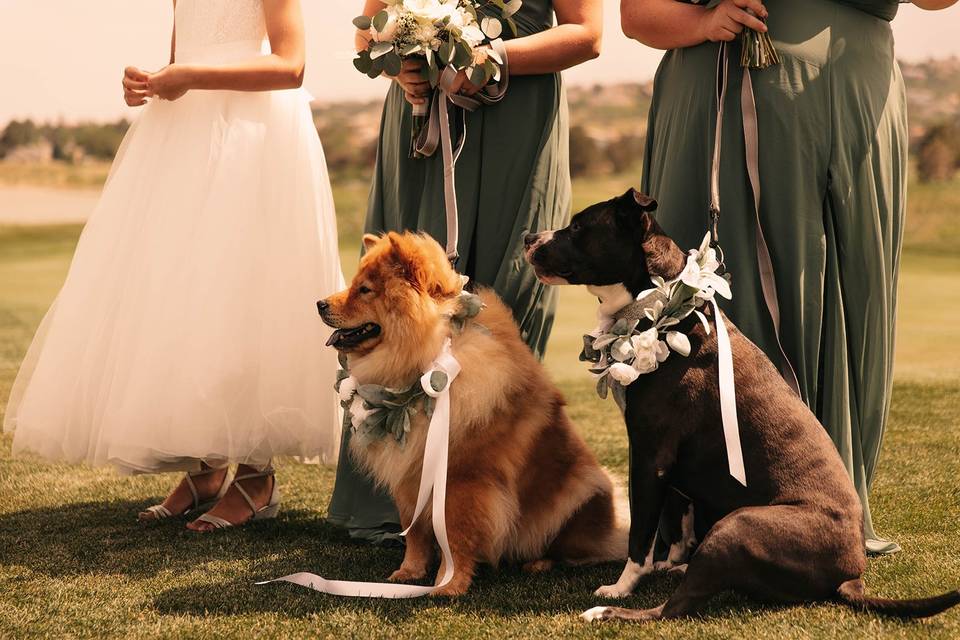 Doggy Wedding Party