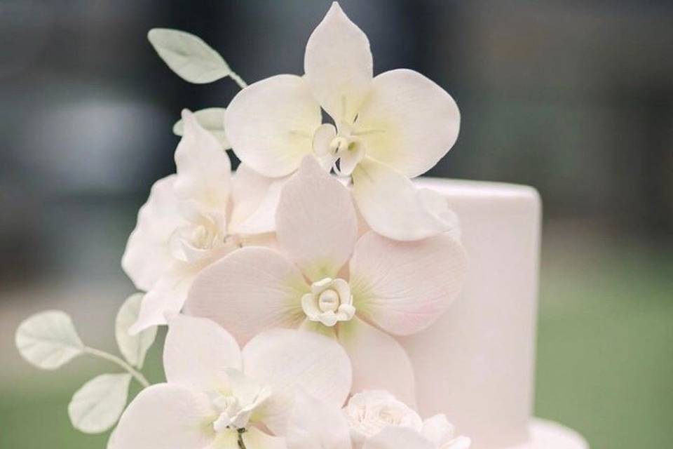 Sugar Orchids