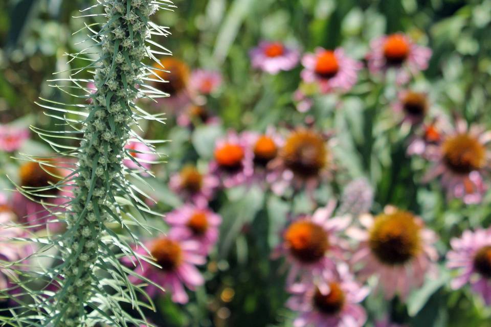 Dyck Arboretum of the Plains