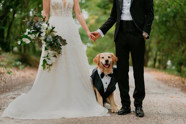 Weddings & Wags