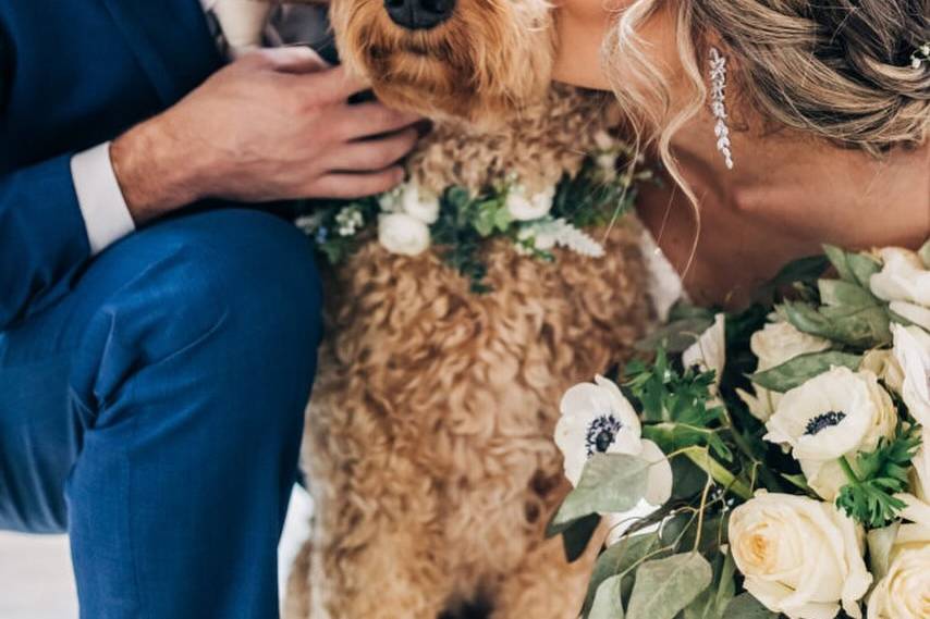 Weddings & Wags