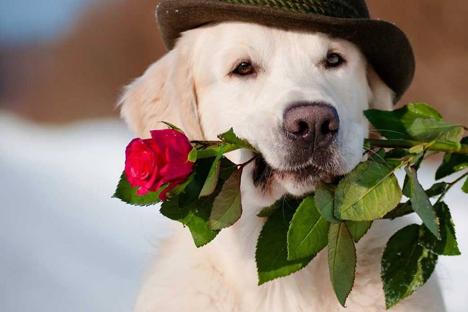 Weddings & Wags
