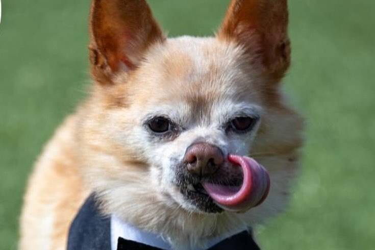Weddings & Wags