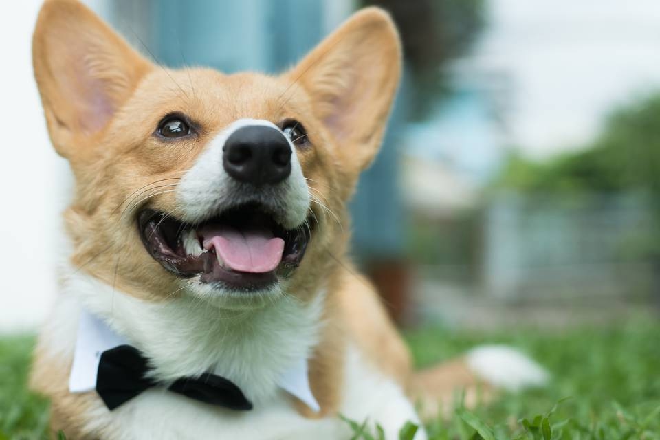 Corgi Prince