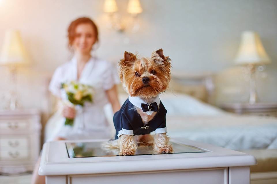 Yorkie