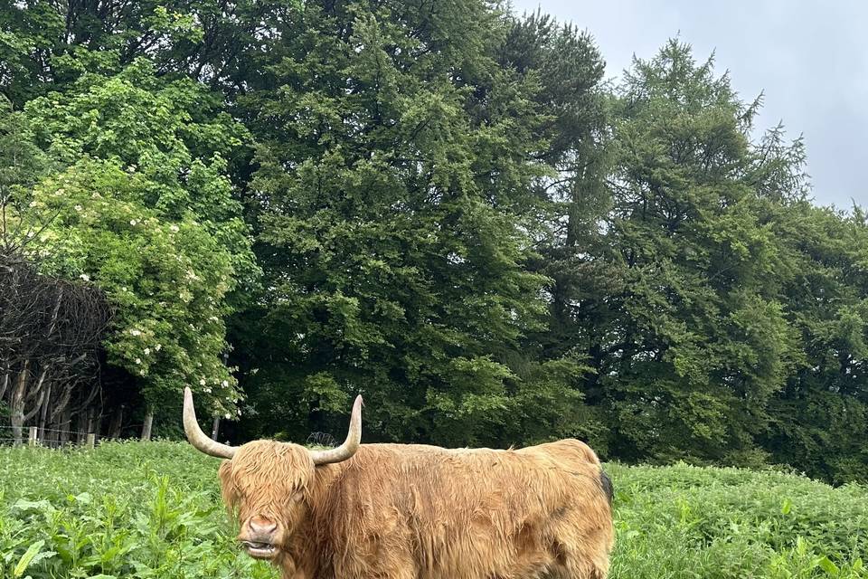 Scottish Highland Cow
