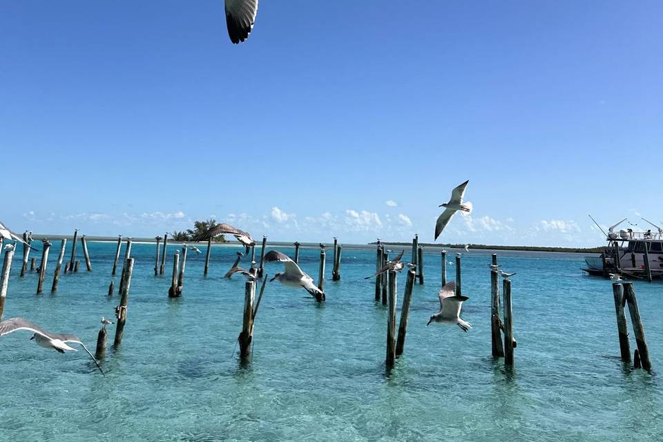 Bimini
