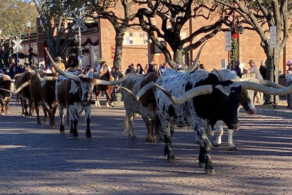 Fort Worth TX