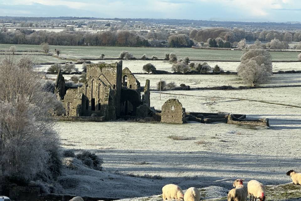 Sheep of Ireland