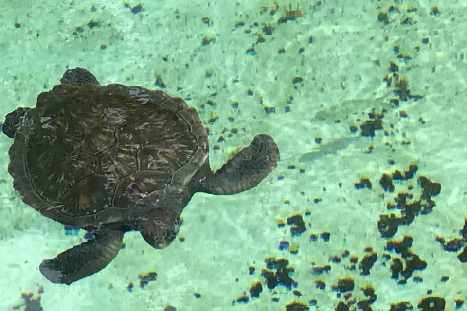 Turtle in Cayman Islands