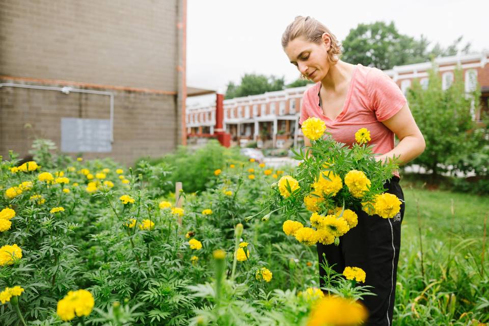 Harvesting marigolds