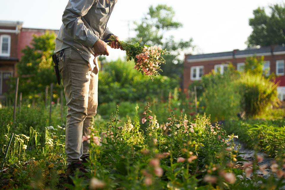 Harvesting peach foxglove