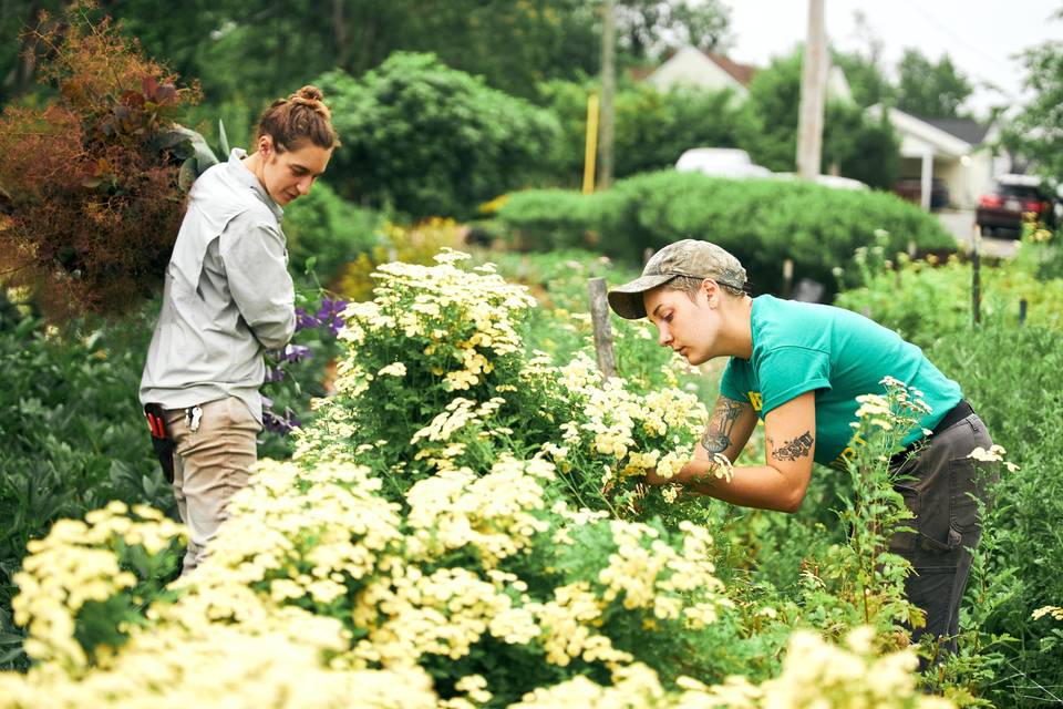 Harvesting hydrangea