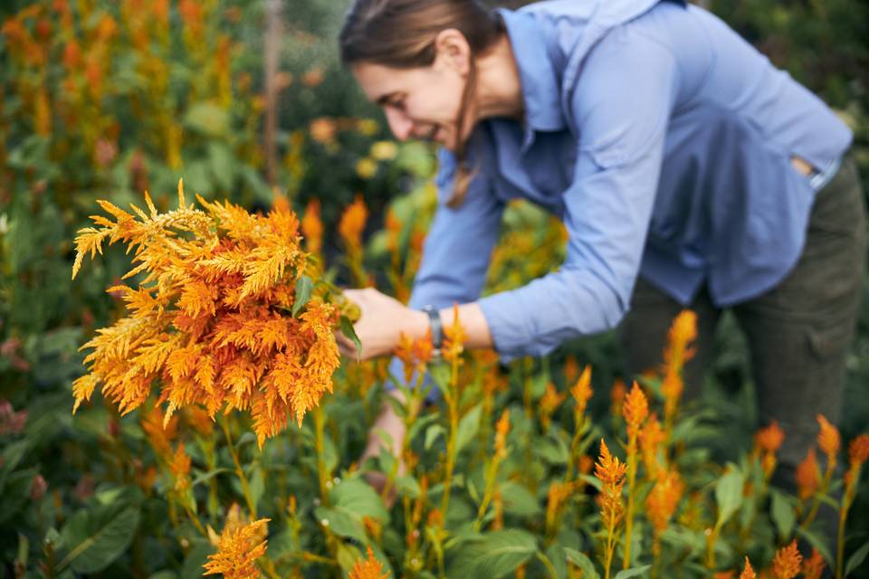 Harvesting golden celosia