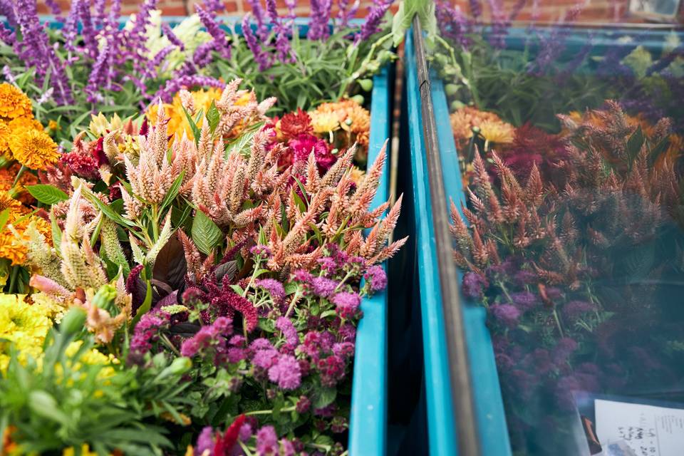 Freshly harvested flowers