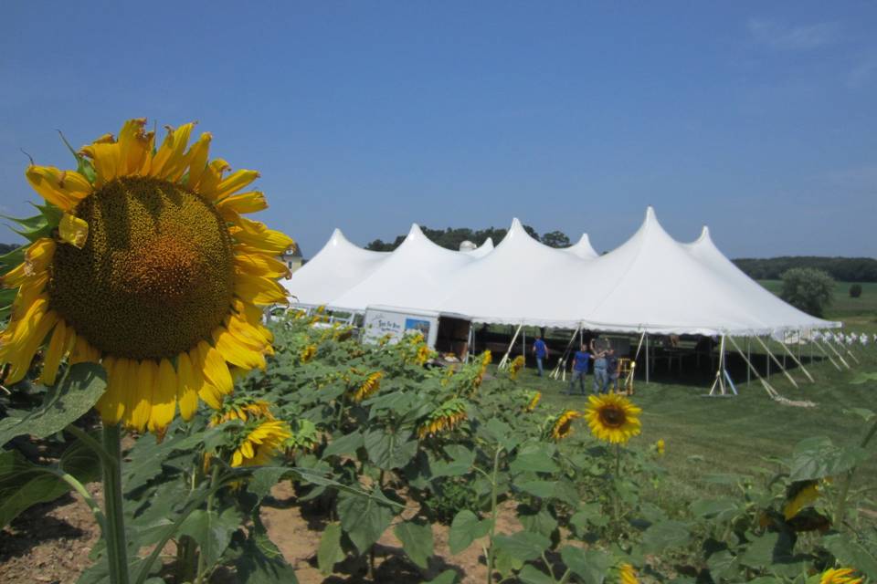 Sunflower themed tent wedding