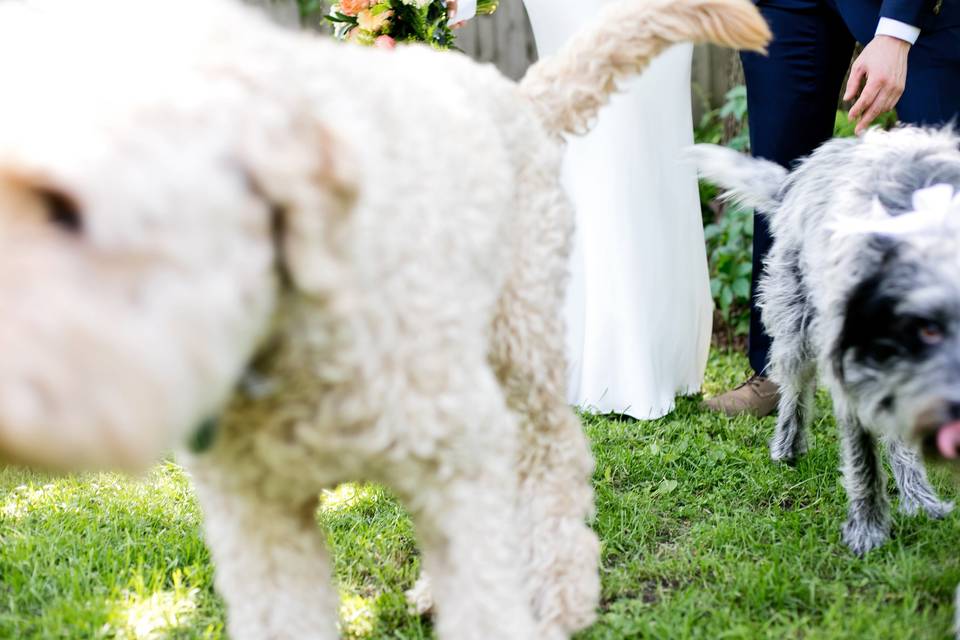 Minneapolis home wedding