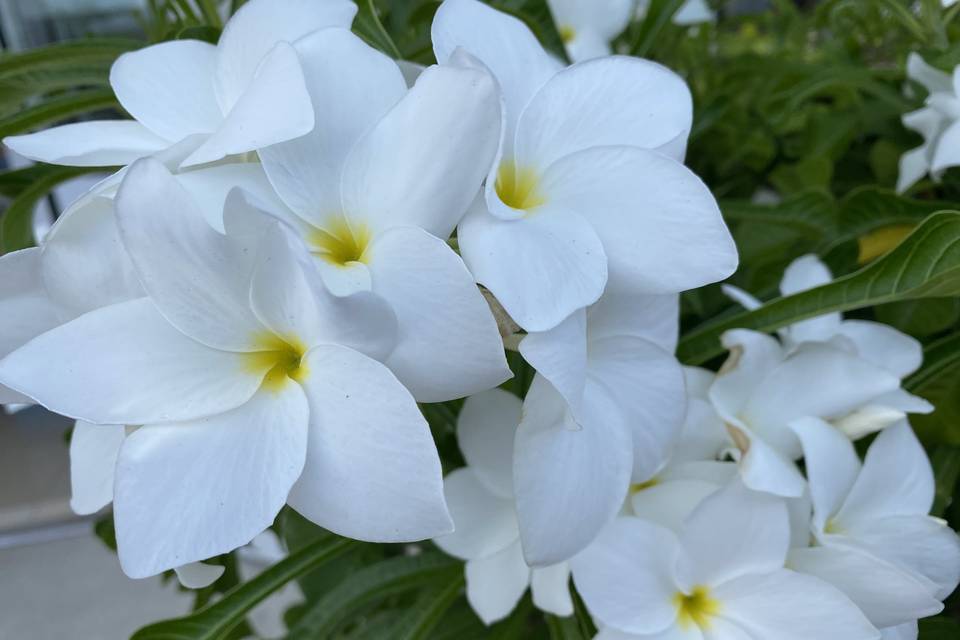 Landscape - Tropical Flowers