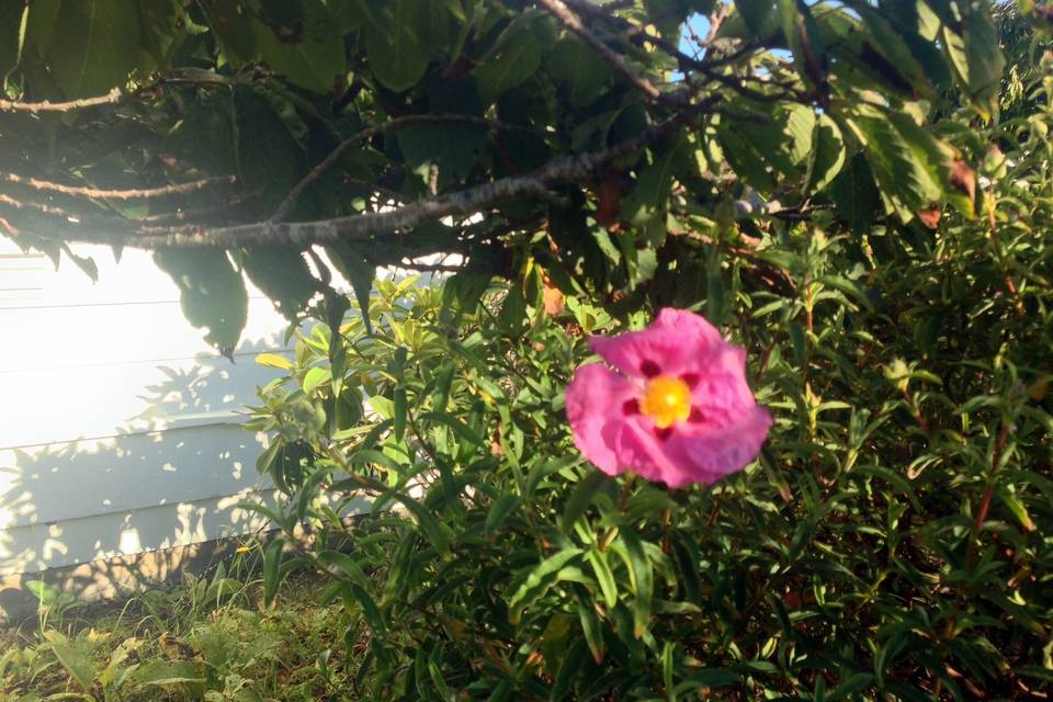 Cistus in west garden