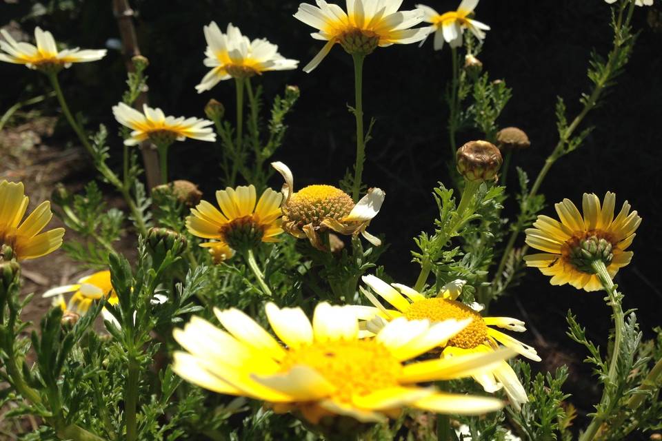 Weller House gardens, edible Chrysanthemum