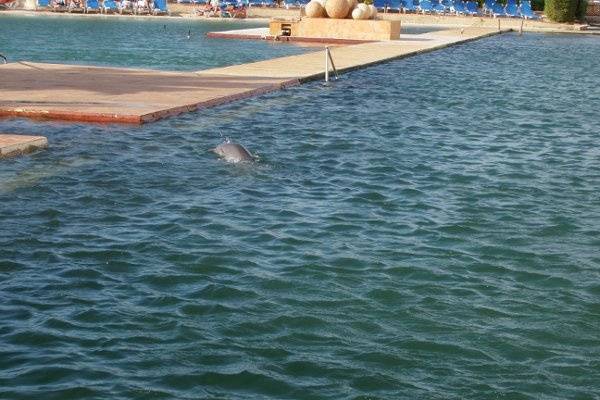 Friendly dophins on property