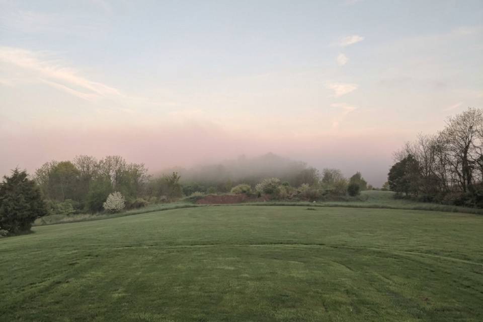 foggy backyard.png