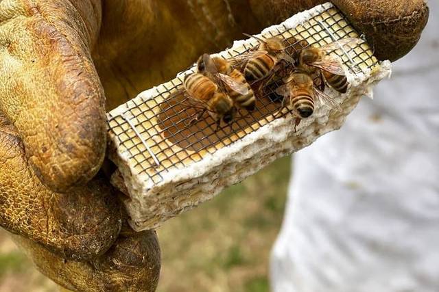 Bee Bella