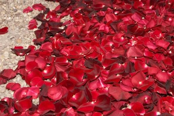 Red carpet of roses