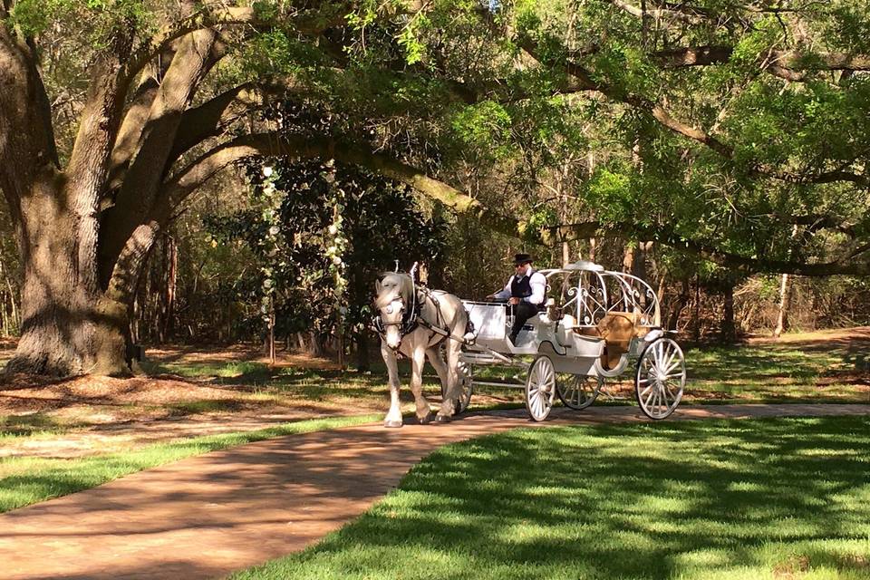 Live Oak Plantation