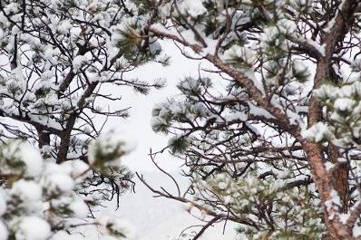 Winter wedding photos in snow