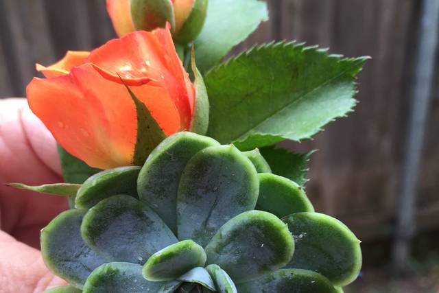 Succulent boutenniere