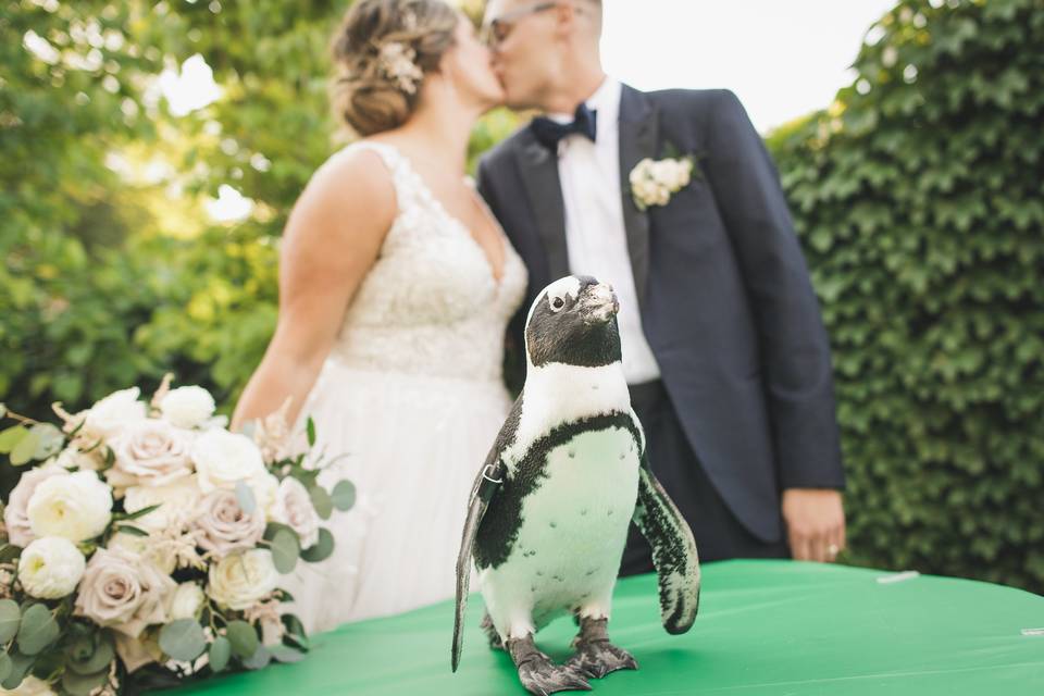 Penguin encounter