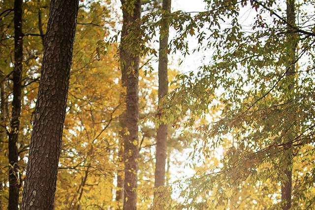 Bonnie Estell Photography