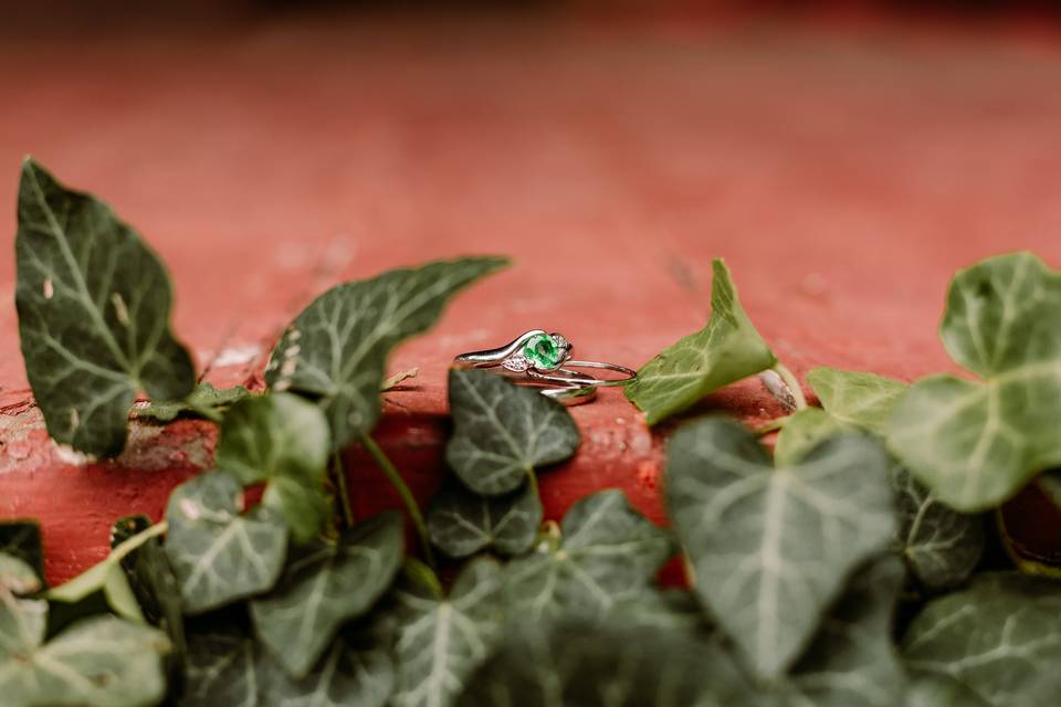 Brides ring in ivy plant