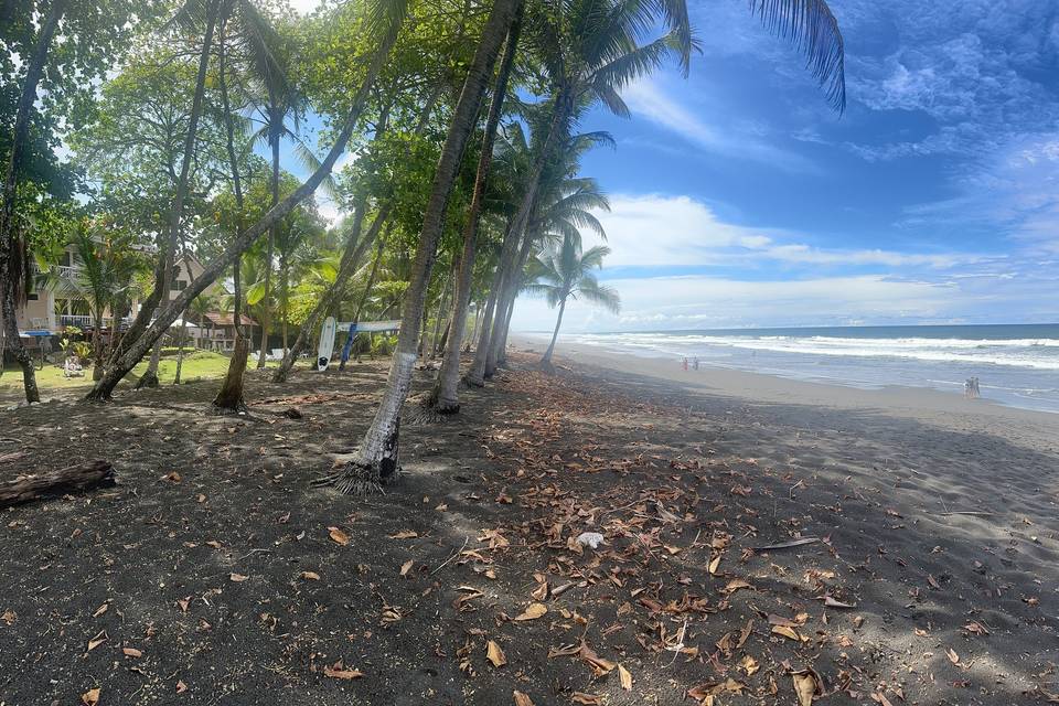 Where Jungle Meets Sea