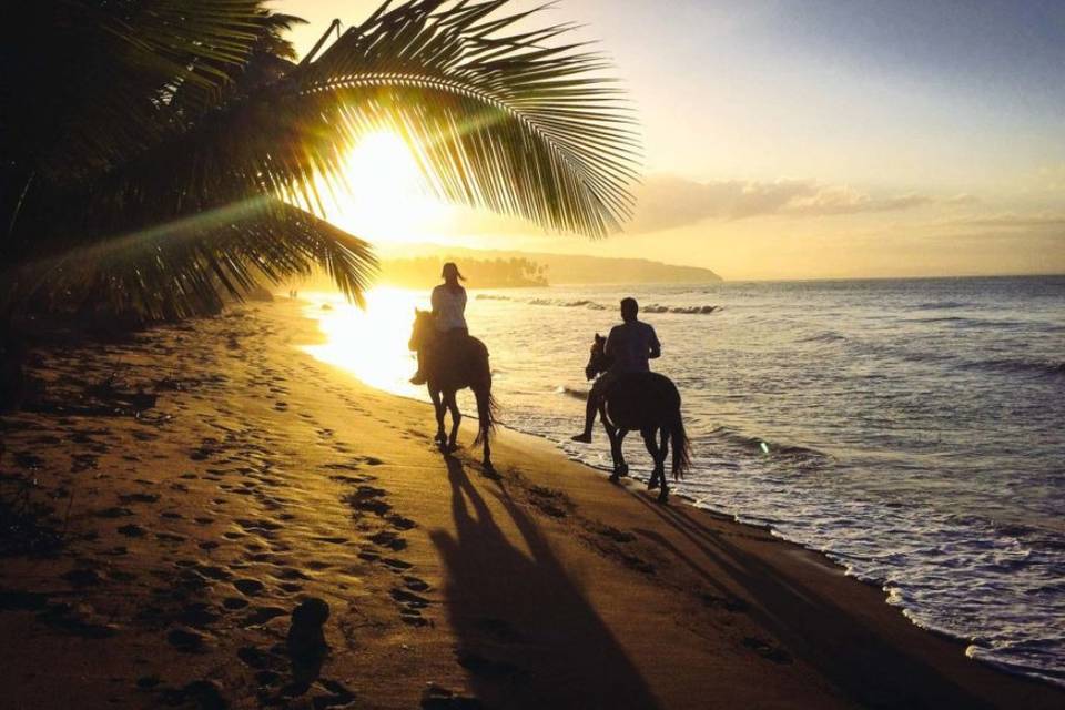 Horses Waiting