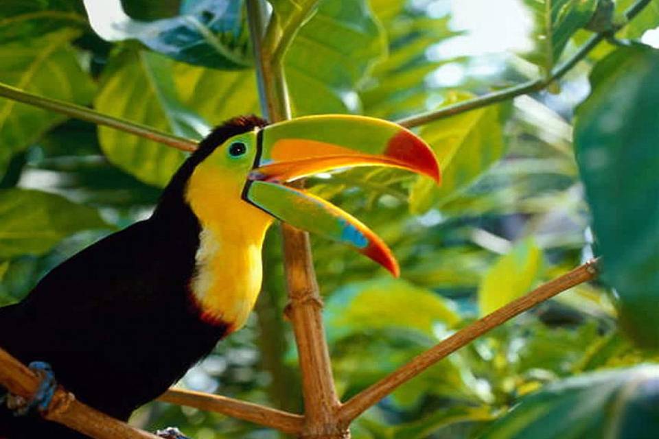Toucan