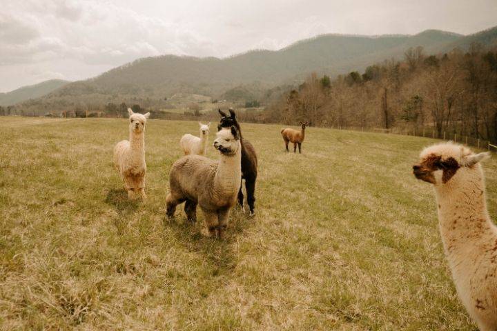 Alpacas and llamas