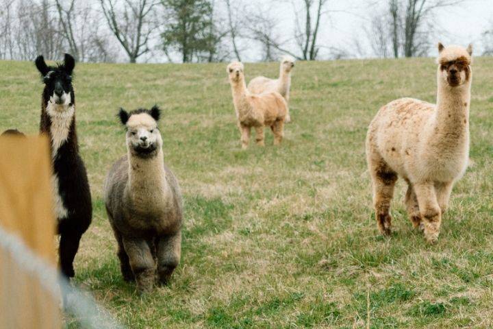 Alpaca farm
