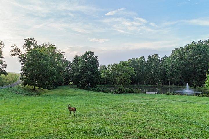 Deer on the lawn