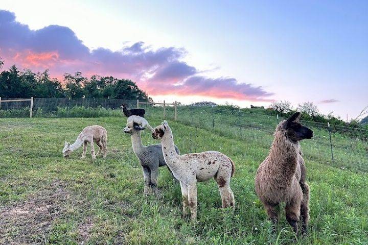 Alpacas and llamas at sunset